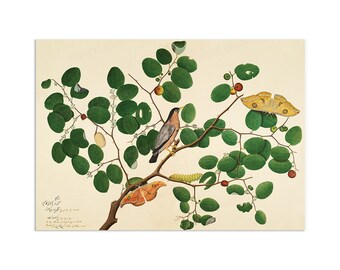 Jujube Tree Etsy Jujube Tree Etsy