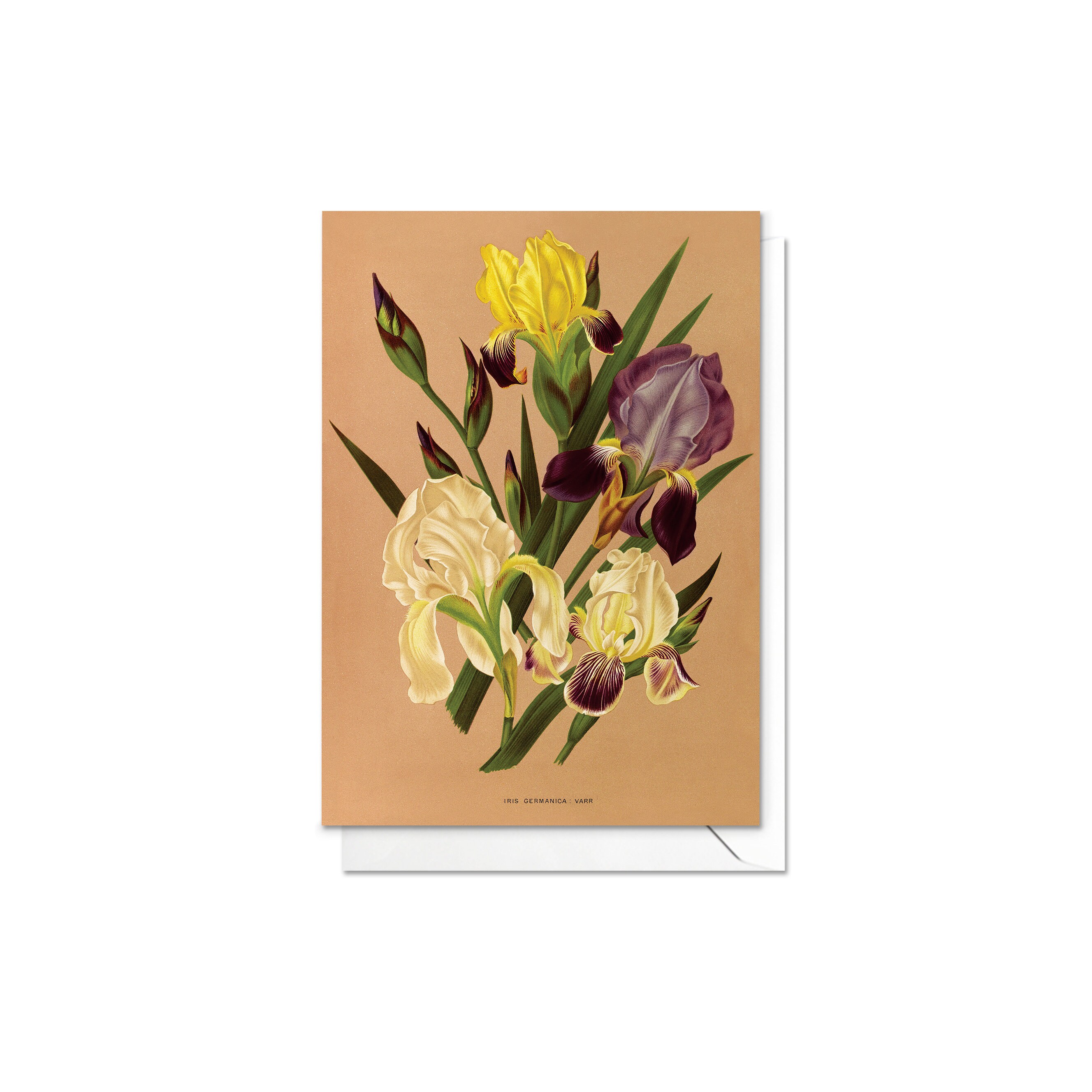 Antique Botanical Art Greeting Cards, Set of 5 Floral Note Cards - Etsy