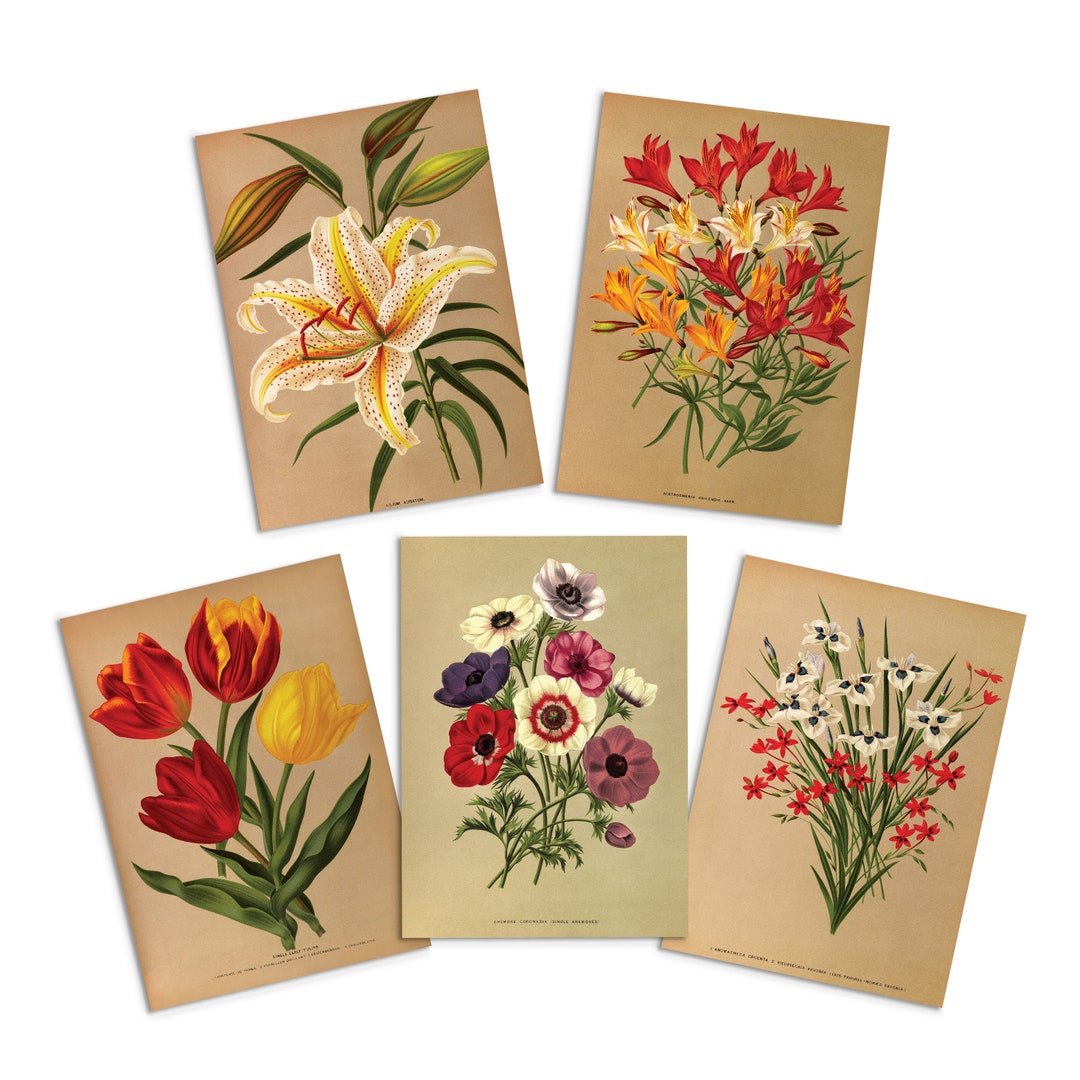 Botanical Art Greeting Cards, Vintage Floral Designs, Set of 5 - Etsy