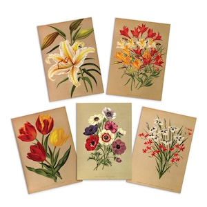 Tarjetas de felicitación botánicas antiguas Juego de tarjetas de cumpleaños de cinco paquetes de arte floral valentines flores tulipanes vintage victoriano hermoso 5