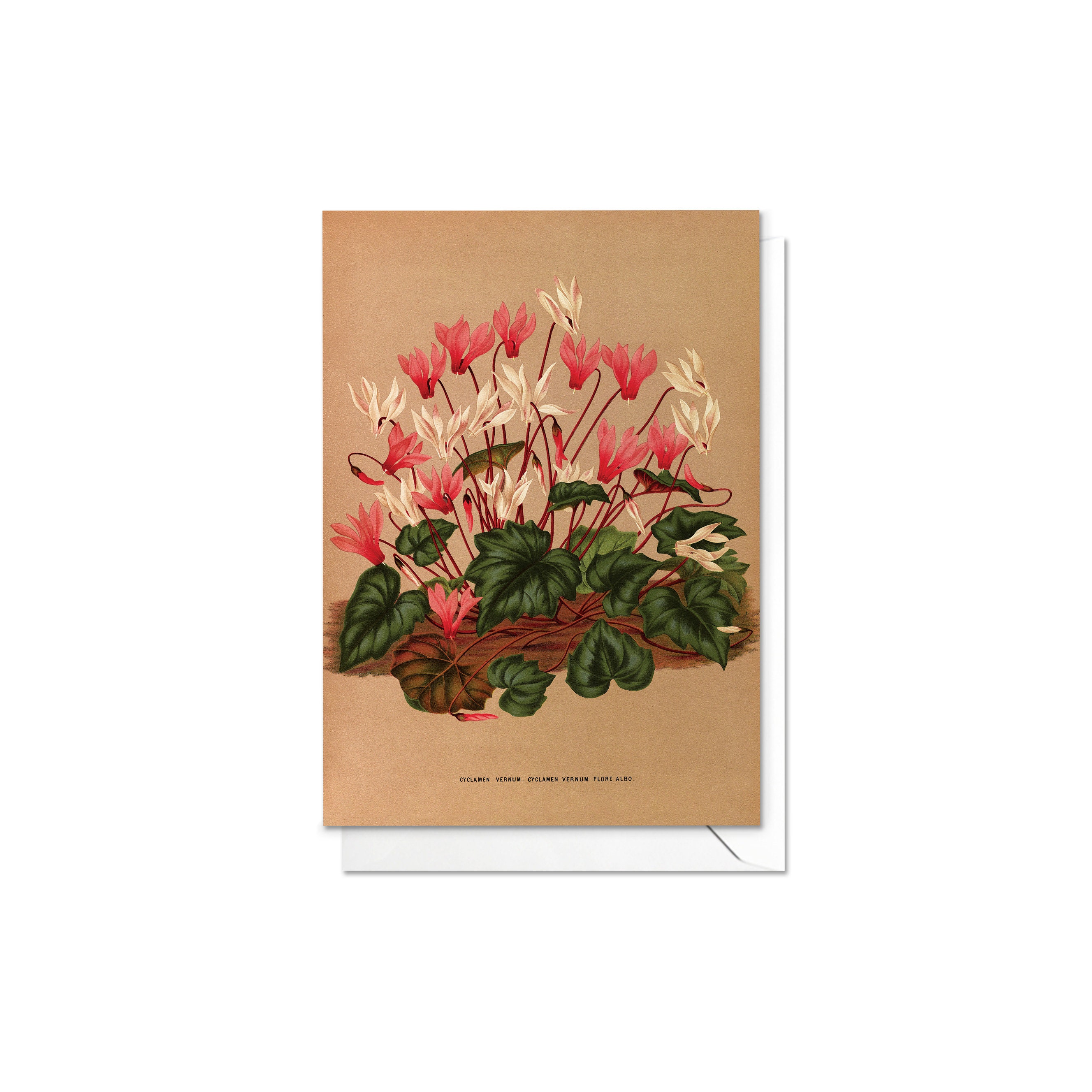 Antique Botanical Art Greeting Cards, Set of 5 Floral Note Cards - Etsy