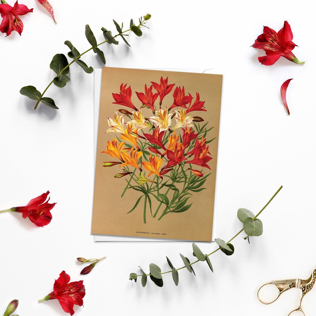 Antique Alstroemeria Chilensis Floral Greeting Card - Botanical Art - Etsy