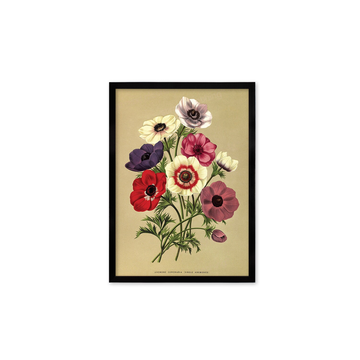 Anemone Framed Mounted Wall Art Decor Print Poster Botanical Antique Vintage  Retro Victorian Illustration Nature Garden Beautiful Flowers - Etsy