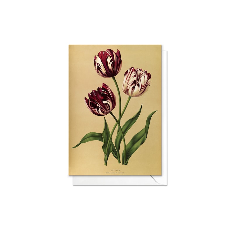 Antique Botanical Greeting Cards Birthday Card Set of Five - Etsy