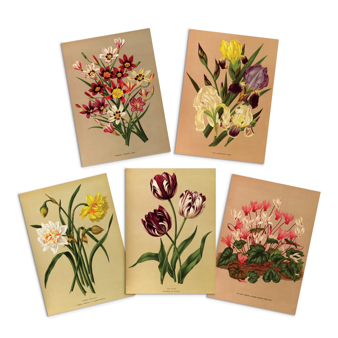 Antique Botanical Art Greeting Cards, Set of 5 Floral Note Cards - Etsy