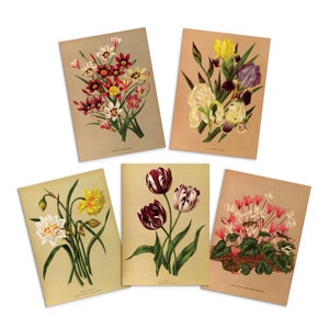 Tarjetas de felicitación botánicas antiguas Juego de tarjetas de cumpleaños de cinco paquetes de arte floral Valentines flores narcisos vintage victoriano hermoso regalo 5