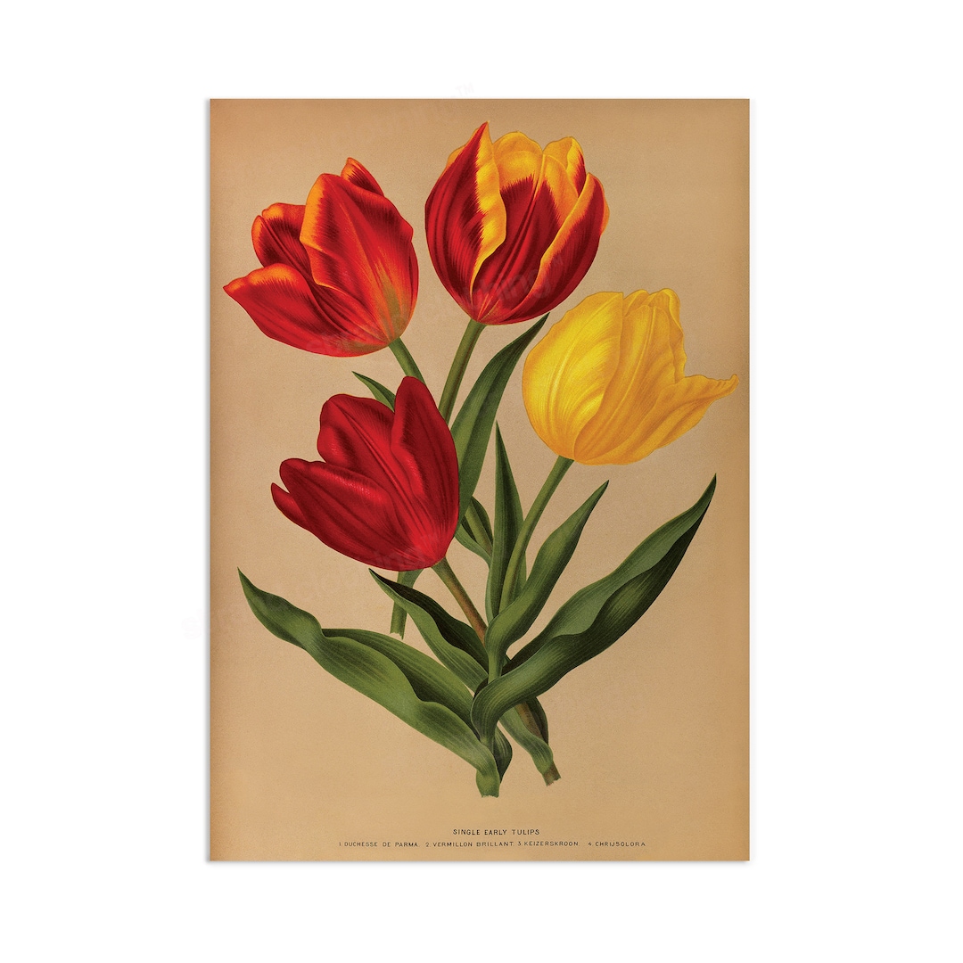 Antique Botanical Art Print Poster Vintage Wall Art Flowers Floral ...