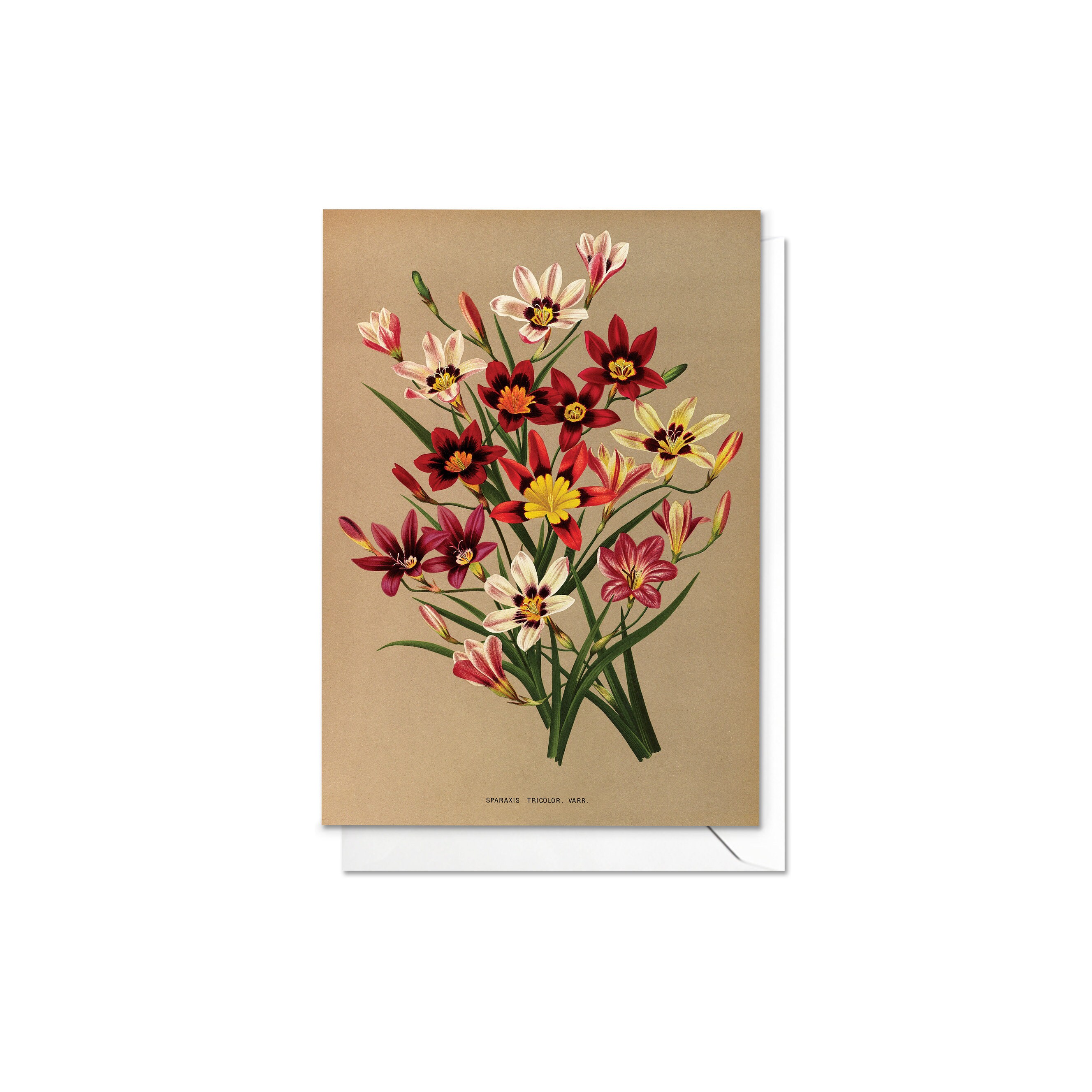 Antique Botanical Art Greeting Cards, Set of 5 Floral Note Cards - Etsy