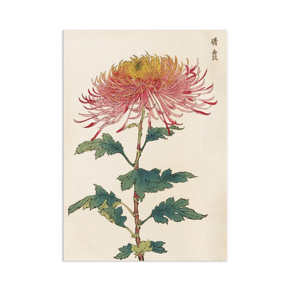 Japanese Chrysanthemum Ukiyo-e Woodblock Art Print, Keika Hasegawa