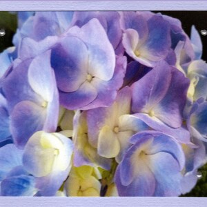 Cartão de nota e envelope com foto em branco de hortênsia, conjunto de cartões florais lilás, cartão de hortênsia, flor de primavera roxa, saudação com flor de lavanda, presente com foto