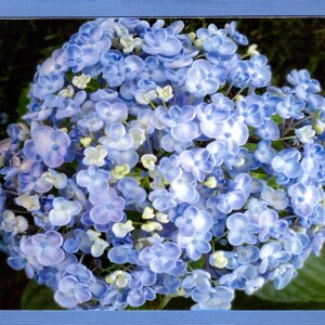 Blue Hydrangea Photo Blank Note Card & Envelope, Blue Hydrangea Card Set, Purple Hydrangea Stationary, Blue Flower Greeting Card, Photo Gift