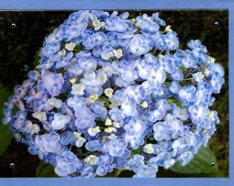 Blue Hydrangea Photo Card, Blue Flower Card, Hydrangea Card, Blank Floral Note Card, Inspirational Notecard, All Occasion Card