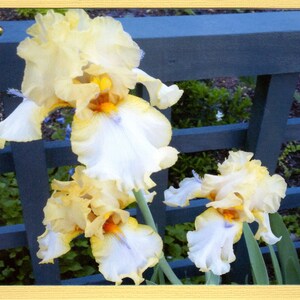 May include: Three yellow and white iris flowers in bloom against a blue wooden fence. The flowers are in focus and the fence is blurred in the background.
