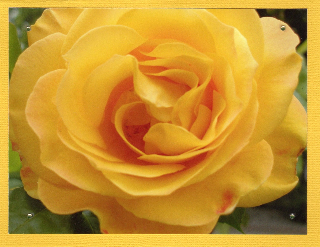 Yellow Rose Photo Note Card, Yellow Rose, Sunny Yellow Floral ...