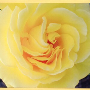 Gelbe Rose Foto leere Mitteilungskarte, gelbe Blumenkarte, gelbe Rose, Blumenhinweis-Karte, Blumengruß, Rose stationär, Fotografie Geschenk