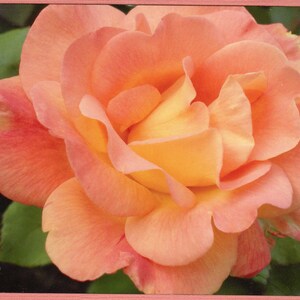 Tarjeta con foto y sobre con diseño de rosa de melocotón, tarjeta con diseño floral, juego de tarjetas con rosa de melocotón, tarjeta inspiradora, flores de melocotón, papelería con rosas, regalo con foto