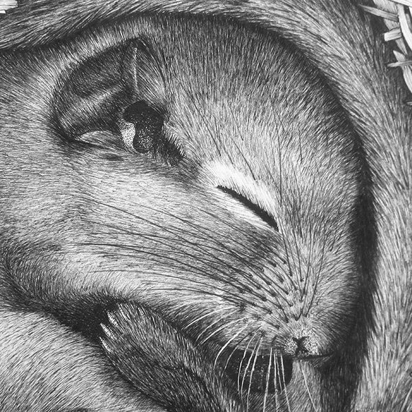 Hand Drawn 'Hazel Dormouse' Limited Edition Prints