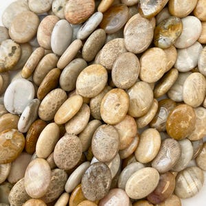 May include: A close-up of a pile of fossilized coral beads. The beads are oval shaped and have a variety of colors, including beige, brown, and white. The beads have a natural, organic look.