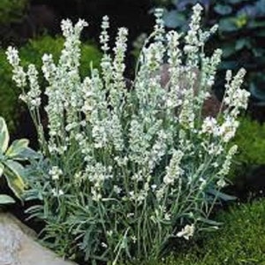 White Lavender Flower Seeds / Lavandula / Angustifolia / Perennial  30+