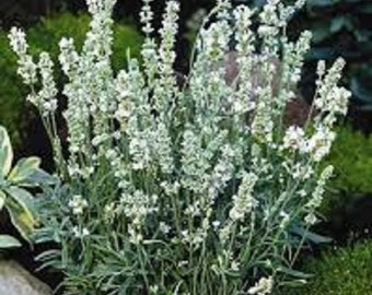 White Lavender Flower Seeds / Lavandula / Angustifolia / Perennial  30+