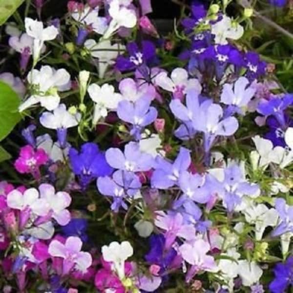 Lobelia Regatta Mix Flower Seeds / Annual 100+