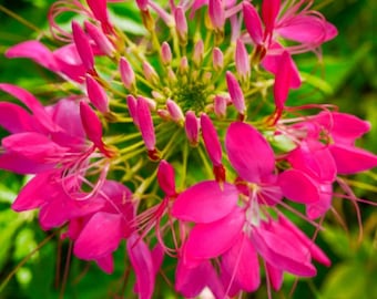 Giant Cherry Queen Cleome Flower Seeds / Re-Seeding Annual 50+