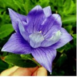 Blue Platycodon Double Balloon Flower Seeds / Perennial  40+