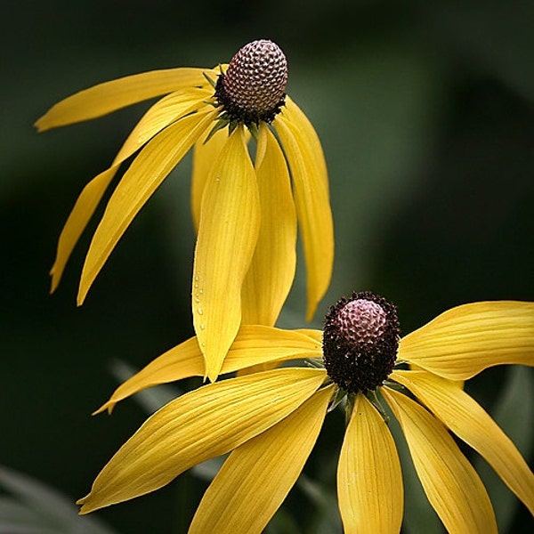 Grey Headed Coneflower Ratibida Flower Seeds / Perennial 100+