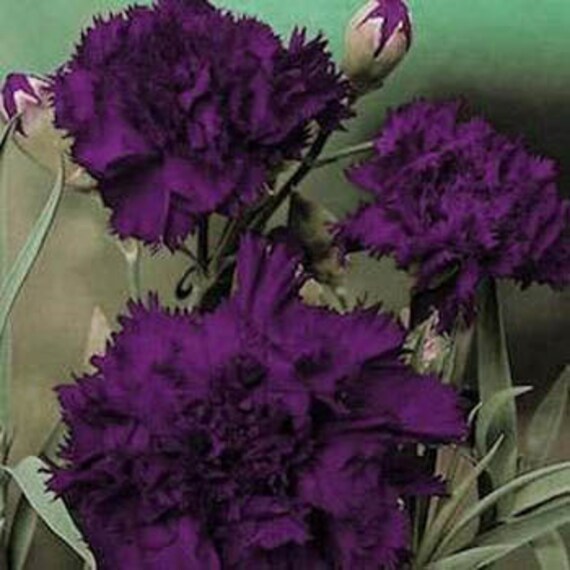 KING OF BLACKS CARNATION FLOWER SEEDS 30 PERENNIAL KING OF BLACKS CARNATION FLOWER SEEDS 30 PERENNIAL