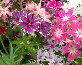 Twinkle Mix Phlox Flower Seeds / Annual  30+