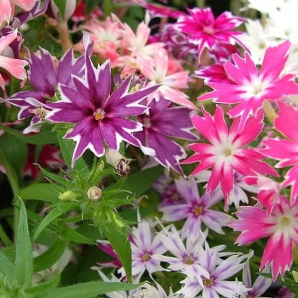 Twinkle Mix Phlox Flower Seeds / Annual  30+