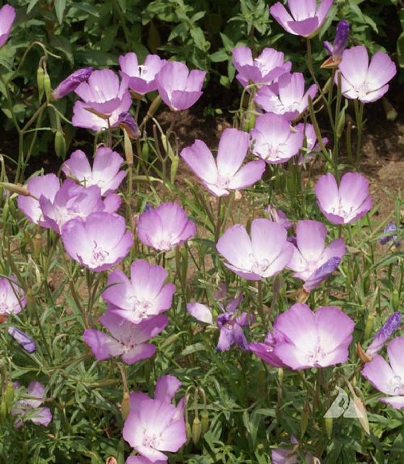 Lilac Godetia Flower Seeds / Bottae/ Annual 100 Etsy