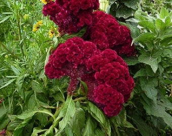 Carmine Celosia Cockscomb Flower Seeds / Cristata/ Annual 30+