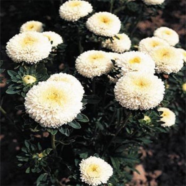 White Pompon Aster Flower Seeds / Pompon / Annual  50+