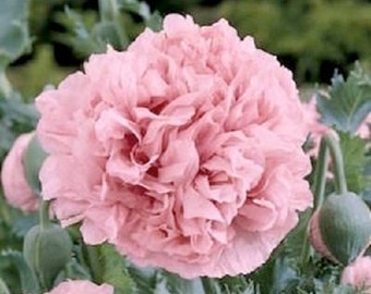 Pale Rose Peony Poppy Flower Seeds / Papaver / Annual 100+