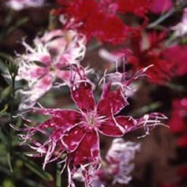 Superbus Spooky Mix Dianthus Flower Seeds / Perennial 50+