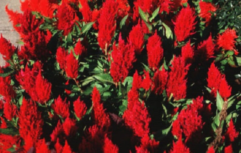 celosia flamingo flower celosia flamingo flower