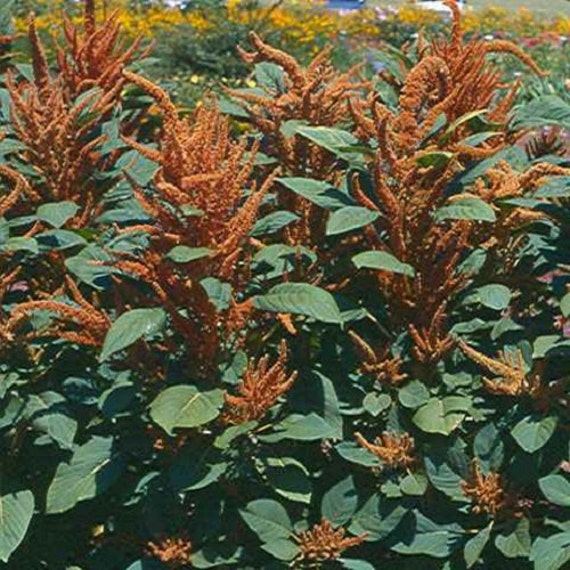 Amaranthus Hot Biscuits Flower Seeds Annual 50 Etsy Denmark Amaranthus Hot Biscuits Flower Seeds Annual 50 Etsy Denmark