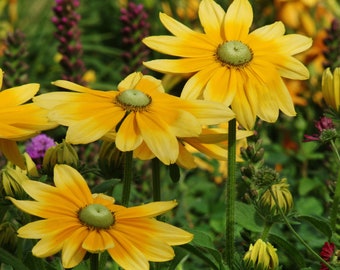 Rudbeckia Irish Eyes Flower Seeds / Perennial  50+