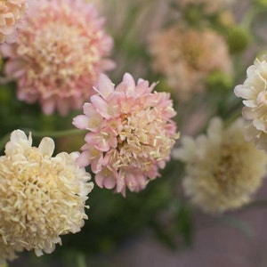 Bluushing Pink/Yellow Scabiosa Flower Seeds / Atropurpurea / Annual 25+