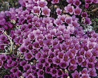 Robe pourpre Saxifraga graines de fleurs / Arendsii / vivace 75+