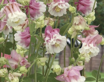 Aquilegia Pink Petticoat Flower Seeds / Perennial    30+