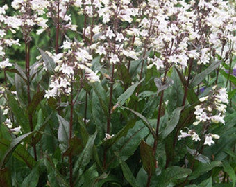 Husker Red Beardtongue Flower Seeds / Perennial   50+