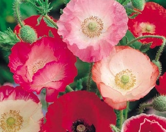 Shirley Mix Graines de fleurs de pavot / Papaver / Annuel 100+