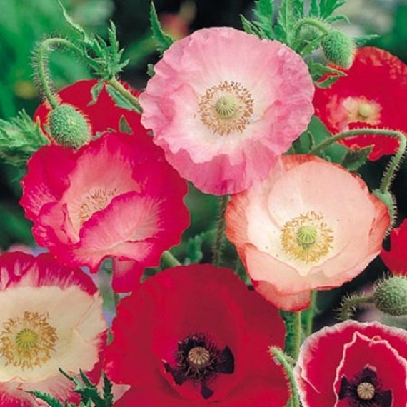 Perennial Flower Plant Red Pink White 100 Seeds of Wild Poppy Flowers Perennial Flower Plant Red Pink White 100 Seeds of Wild Poppy Flowers