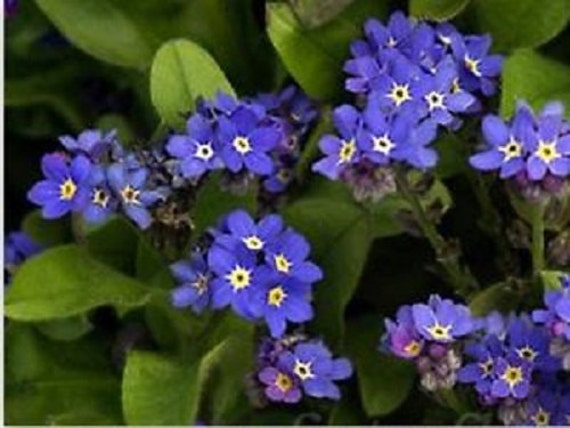 Indigo Blue Myosotis Flower Seeds / Forget Me Not / Perennial 65 
