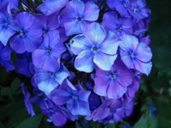Blue Beauty Phlox Flower Seeds / Drummondii Nana/ Annual 30 | Etsy