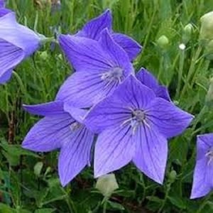 Florist Blue Balloon Flower Seeds / Platycodon / Perennial  40+