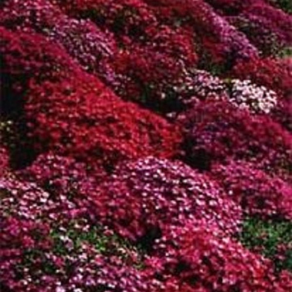 Aubrieta Rock Cress Red Flower Seeds / Perennial  50+