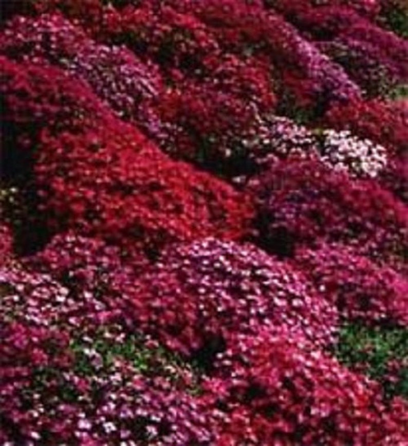 Aubrieta Rock Cress Red Flower Seeds / Perennial 50 image 1